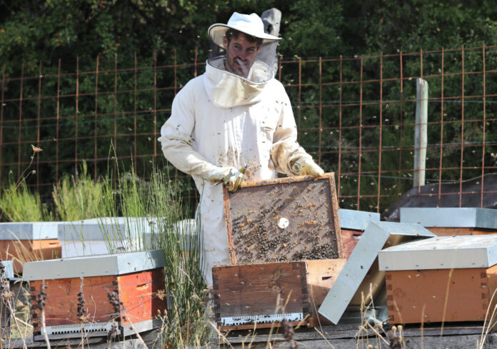 Montaña Palentina apicultura sequía calor