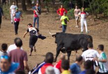 toro de la vega