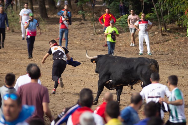 toro de la vega