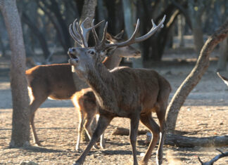 berrea Ciervos en el monte el Viejo de Palencia