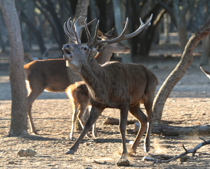 berrea Ciervos en el monte el Viejo de Palencia