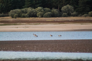 Flamencos Duero Palencia
