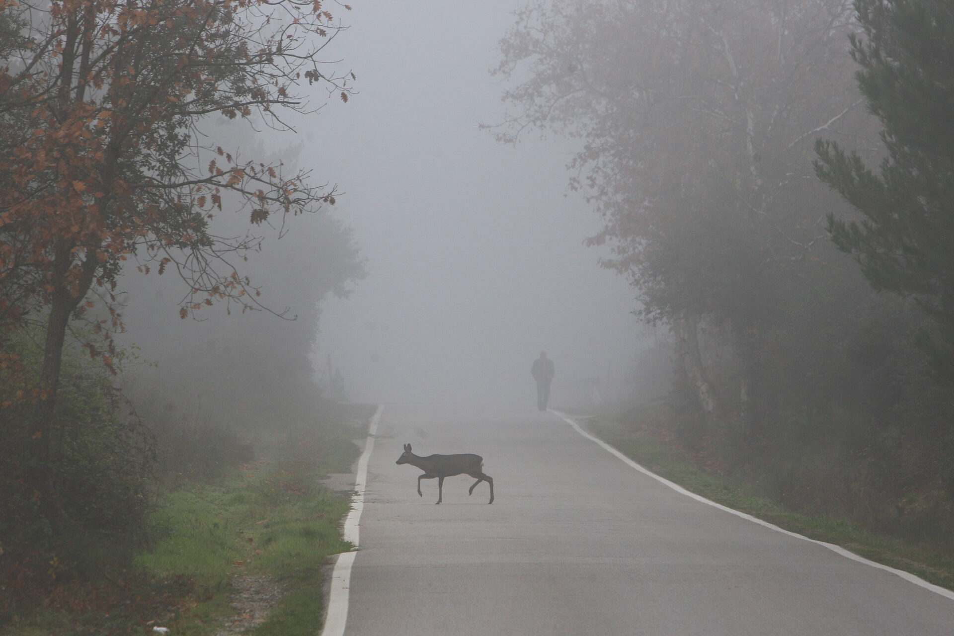 Animales-en-las-carreteras-4%-accidentes-Palencia