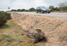 Animales-en-las-carreteras-4%-accidentes-Palencia