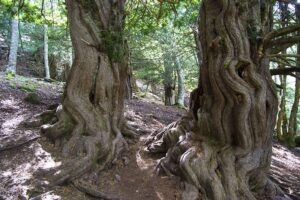 Senda de la Tejeda de Tosande