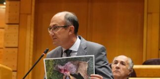 Jorge Domingo Martínez Antolín muestra una ternera muerta al ministro de Agricultura en la sesión de control al Gobierno del Senado, del martes 22 de noviembre