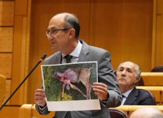 Jorge Domingo Martínez Antolín muestra una ternera muerta al ministro de Agricultura en la sesión de control al Gobierno del Senado, del martes 22 de noviembre