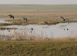 laguna la nava