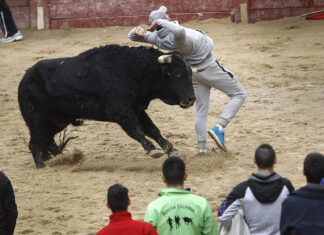 Grave-cornada-en-gemelo-durante-Toro-San-Sebastián-Paredes