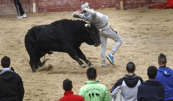 Grave-cornada-en-gemelo-durante-Toro-San-Sebastián-Paredes