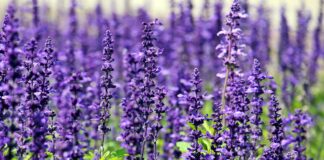 plantas aromáticas
