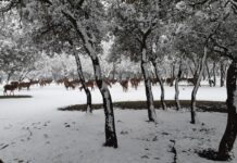 ¿La Laponia Finlandesa? No, el Monte nevado de Palencia (Galería)