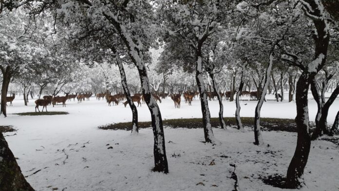 ¿La Laponia Finlandesa? No, el Monte nevado de Palencia (Galería)