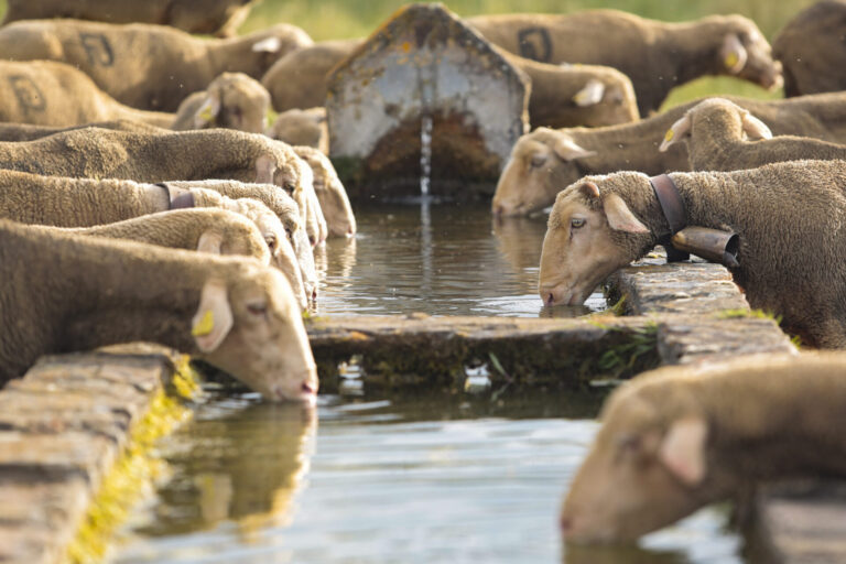 Ovejas bebiendo de un pilón municipal. / ICAL