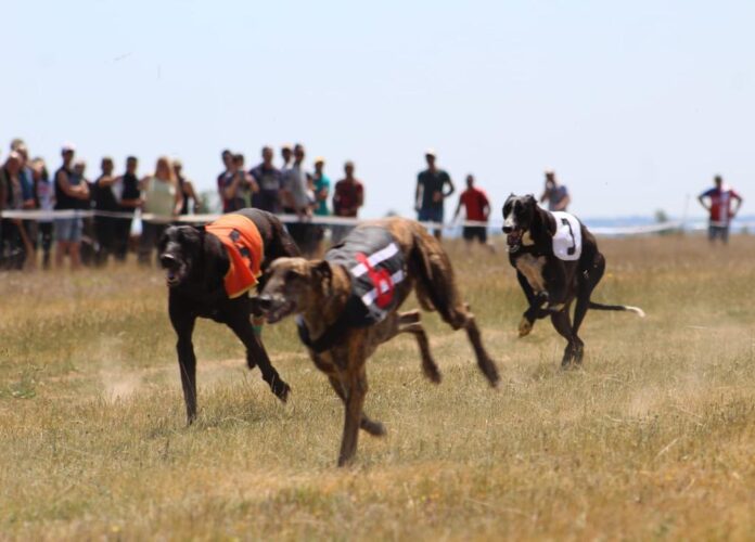 Carrera de Galgos del Torneo Provincial de la Diputación de Palencia