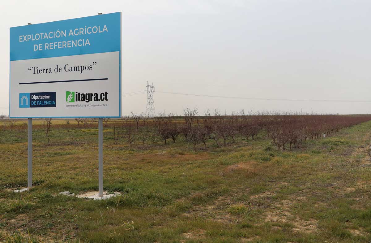 Explotación agrícola de referencia cercana a la capital palentina donde se experimenta con almendros y olivos - Brágimo ICAL