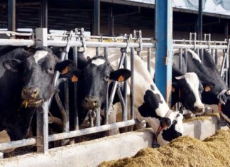 Explotación de ganado bovino para la producción de leche de El Cantón. Miriam Chacón ICAL
