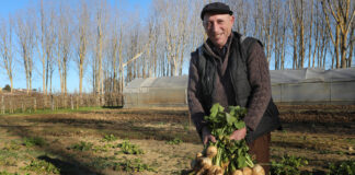nabo de Monzón de Campos