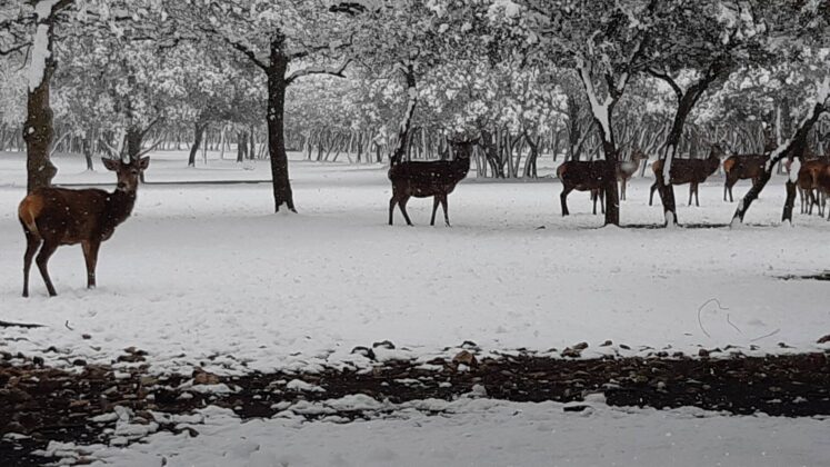 ¿La-Laponia-Finlandesa-No-Monte-nevado-Palencia-(Galería)-ze