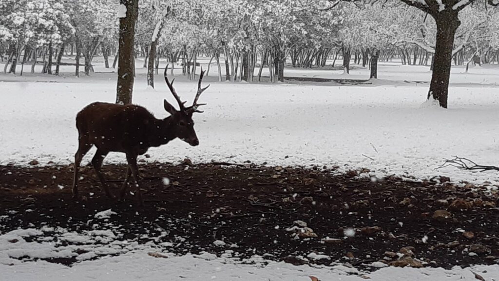 ¿La-Laponia-Finlandesa-No-Monte-nevado-Palencia-(Galería)-ze