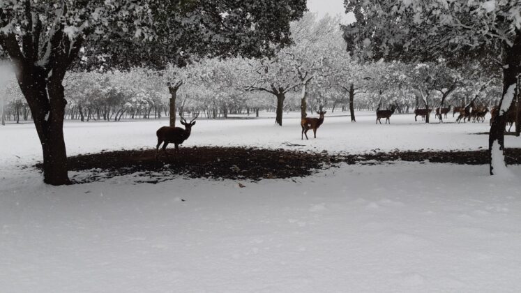 ¿La-Laponia-Finlandesa-No-Monte-nevado-Palencia-(Galería)-ze