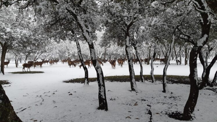 ¿La-Laponia-Finlandesa-No-Monte-nevado-Palencia-(Galería)-ze