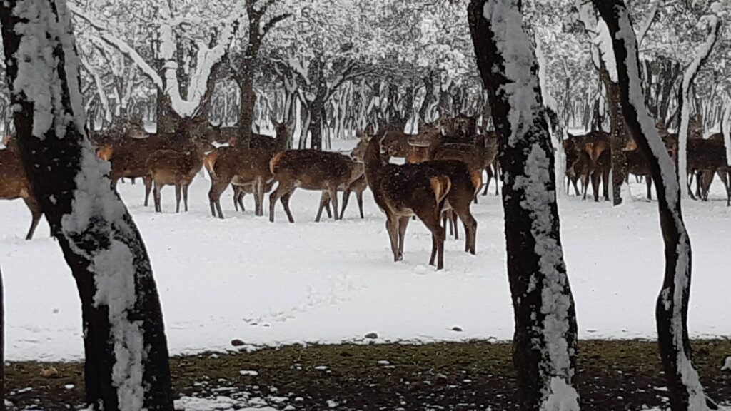 ¿La-Laponia-Finlandesa-No-Monte-nevado-Palencia-(Galería)-ze
