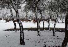 ¿La-Laponia-Finlandesa-No-Monte-nevado-Palencia-(Galería)-ze