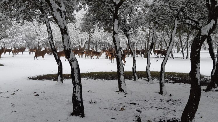 ¿La-Laponia-Finlandesa-No-Monte-nevado-Palencia-(Galería)-ze