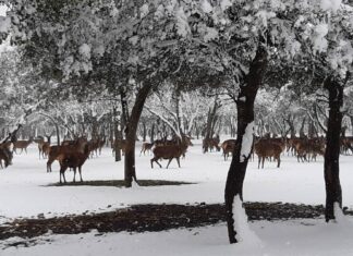 ¿La-Laponia-Finlandesa-No-Monte-nevado-Palencia-(Galería)-ze