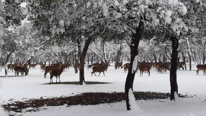 ¿La-Laponia-Finlandesa-No-Monte-nevado-Palencia-(Galería)-ze