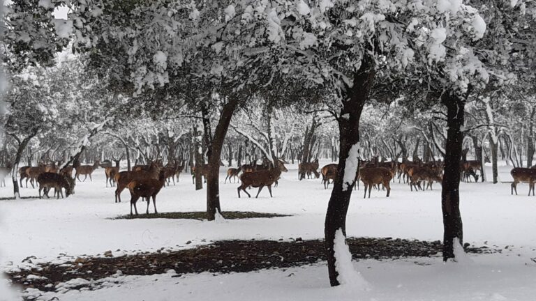¿La-Laponia-Finlandesa-No-Monte-nevado-Palencia-(Galería)-ze