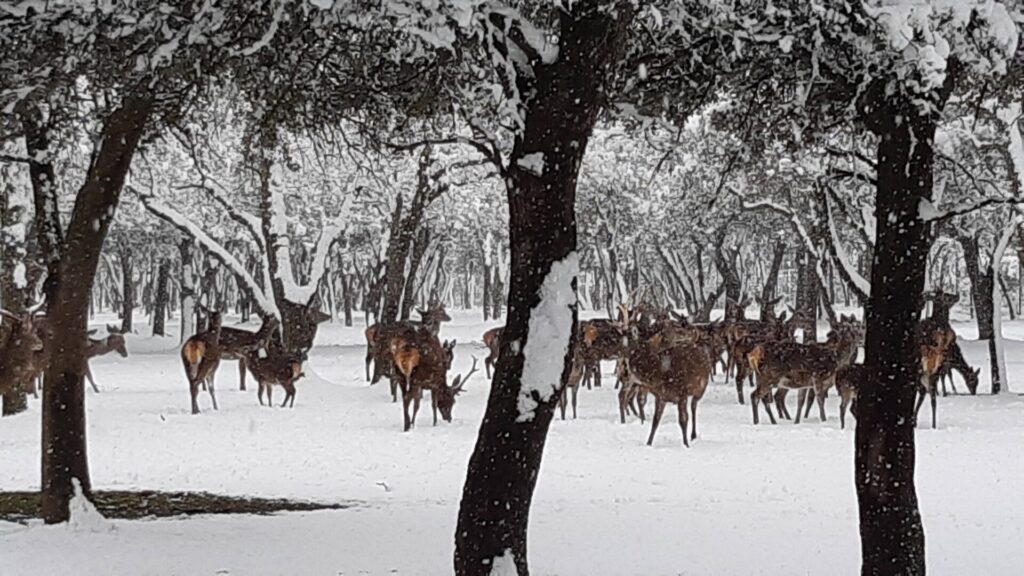¿La-Laponia-Finlandesa-No-Monte-nevado-Palencia-(Galería)-ze
