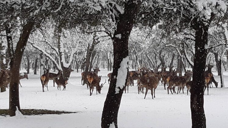 ¿La-Laponia-Finlandesa-No-Monte-nevado-Palencia-(Galería)-ze