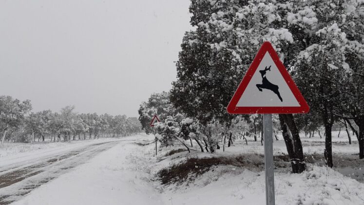 ¿La-Laponia-Finlandesa-No-Monte-nevado-Palencia-(Galería)-ze