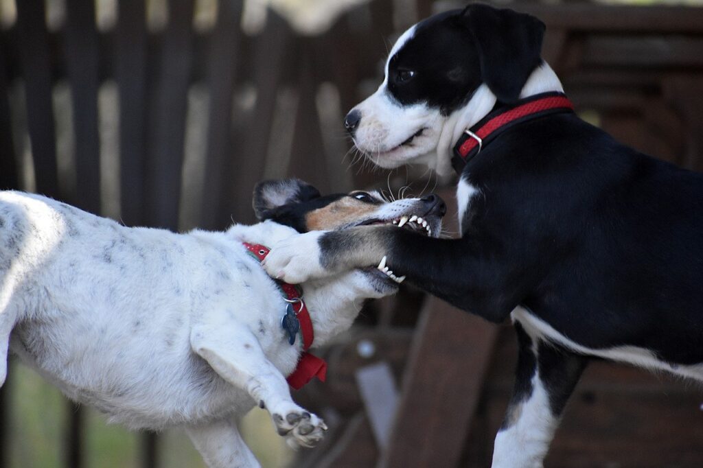 perros, mascotas