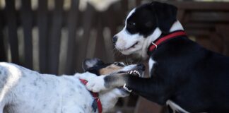 perros, mascotas
