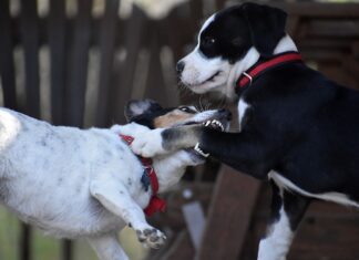 perros, mascotas