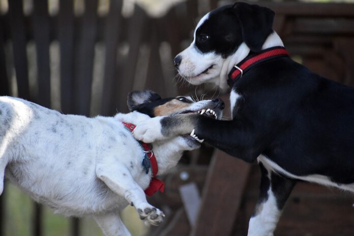 perros, mascotas
