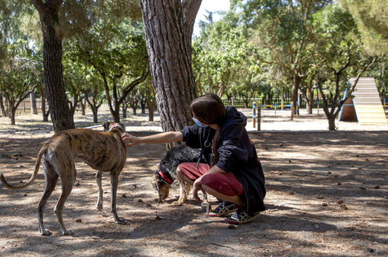 Explosión demográfica canina