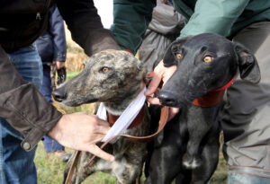 Imagen de archivo de dos ejemplares de galgo. / ICAL