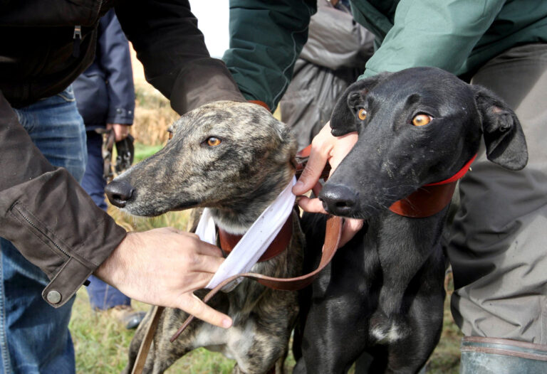 Imagen de archivo de dos ejemplares de galgo. / ICAL