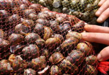 Mazariegos-celebra-VII-Festival-del-Caracol-una-Muestra-Alimentos-Palencia