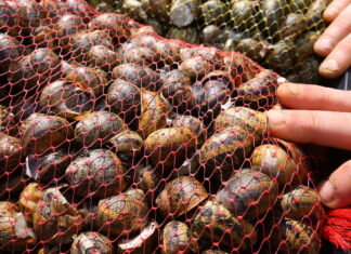 Mazariegos-celebra-VII-Festival-del-Caracol-una-Muestra-Alimentos-Palencia