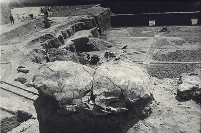 Tortugas fósiles (Testudo bolivari) del yacimiento paleontológico del Mioceno del Cristo del Otero en 1021. Imagen: Archivo del Museo Nacional de Ciencias Naturales de Madrid, sig. ACN002/003/06666.