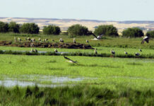Aves de la Laguna de la Nava