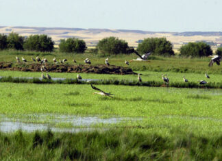 Aves de la Laguna de la Nava