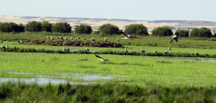 Aves de la Laguna de la Nava