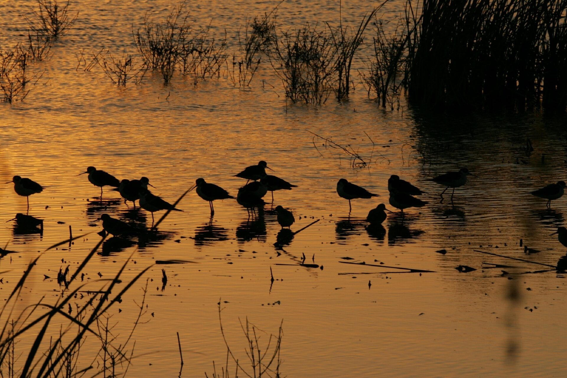 Día Mundial de las Aves Migratorias