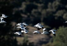 Día Mundial de las Aves Migratorias